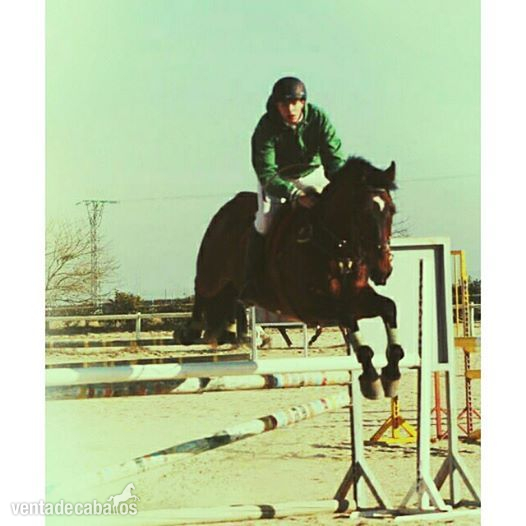 CABALLO DE SALTO - Caballo de Deporte Español (CDE)