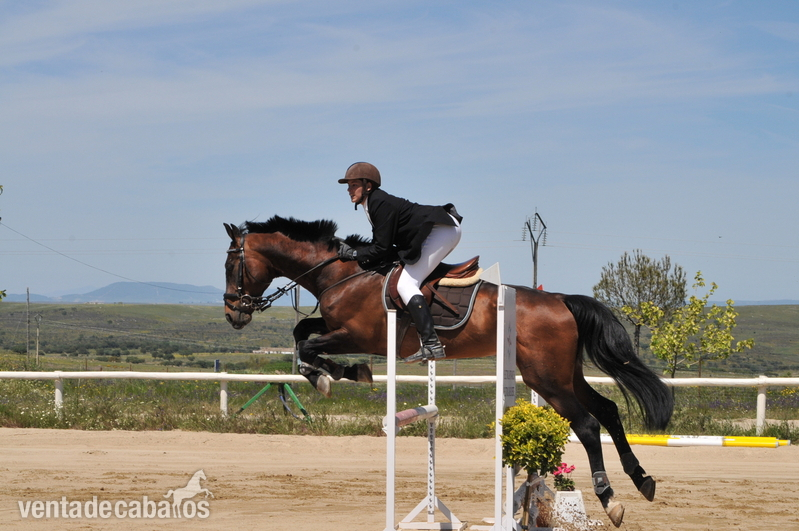 CABALLO DE SALTO