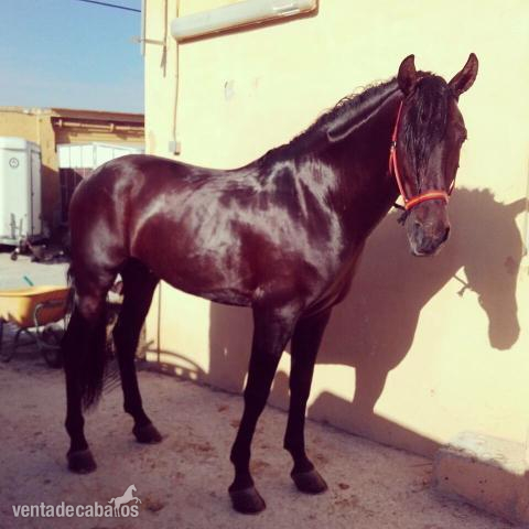  caballo Pura raza Española Ufano in 