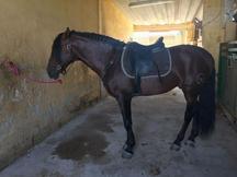 caballo Pura raza Española Ufano