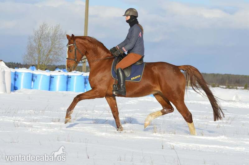 TOP QUALITY OLDENBOURG MARE 7.y.o in 