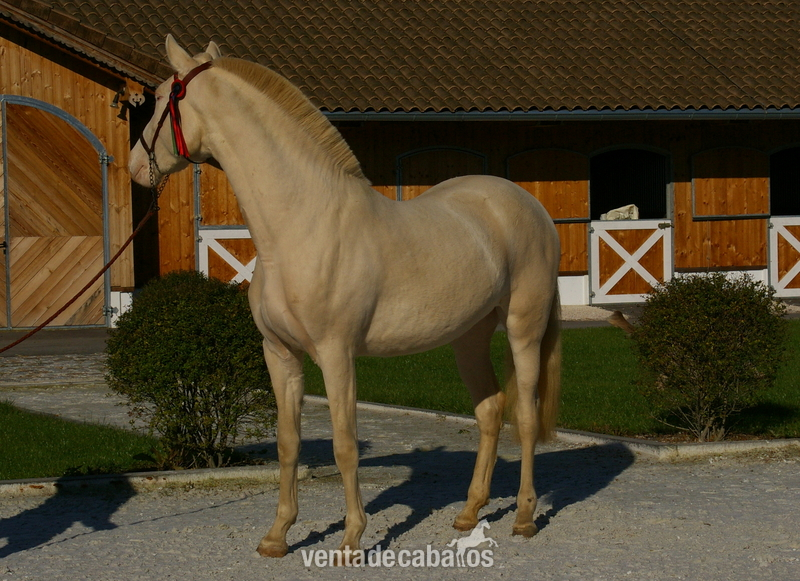 Yegua PRE Perla - doble crema crcr in 