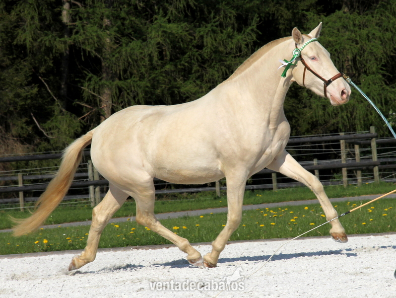 Caballos Pura Raza Española (P.R.E.) Pura Raza Española - Yegua PRE Perla - doble crema crcr