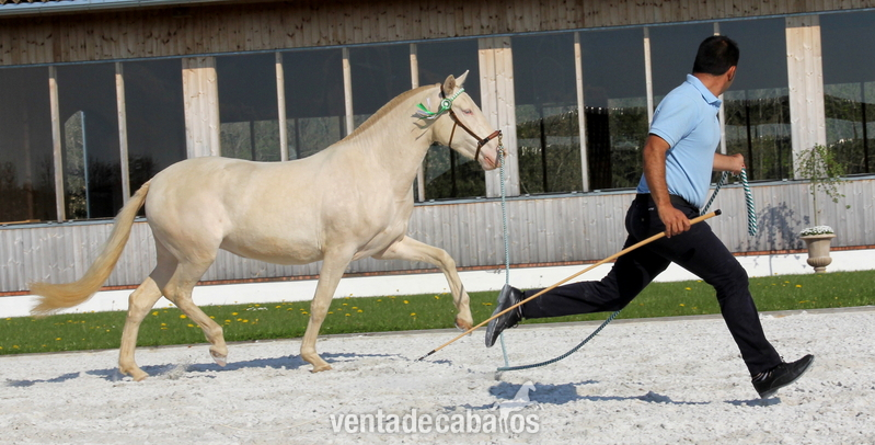 Yegua PRE Perla - doble crema crcr - Caballos Pura Raza Española (P.R.E.) Pura Raza Española