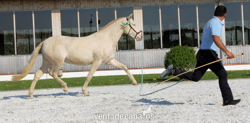 Yegua PRE Perla - doble crema crcr - Pura Raza Española