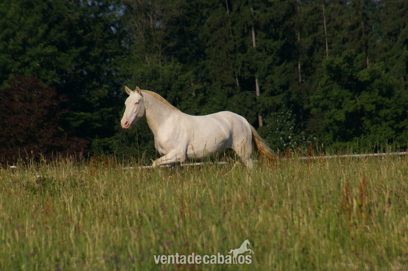 Yegua PRE Perla - doble crema crcr - Caballos Pura Raza Española (P.R.E.)