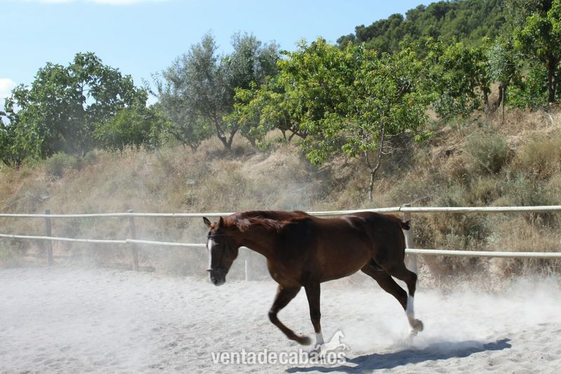 Caballos Enteros Pura Sangre Inglés - PURA SANGRE INGLES