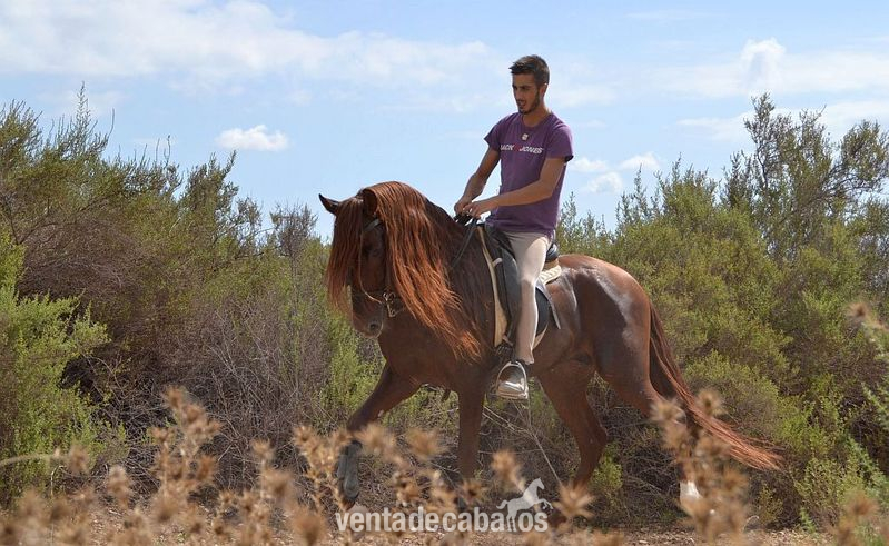 Precioso Ejemplar  Pura Raza Español in 