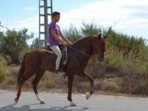 Precioso Ejemplar Pura Raza Español