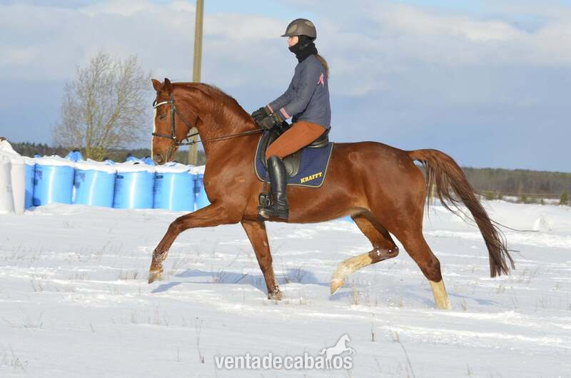 TOP QUALITY OLDENBOURG MARE 7.y.o in 