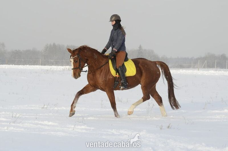 Caballos Capados Oldenburgo - TOP QUALITY OLDENBOURG MARE 7.y.o