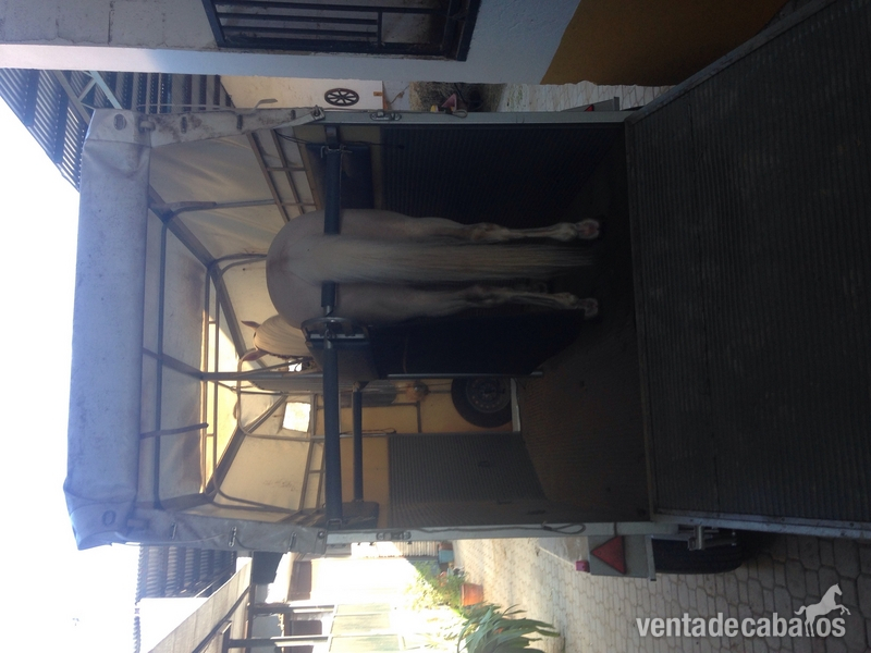 Vendo van de una matrícula  - Remolques de caballos in 