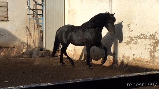 Venta de Caballo pura raza española in 