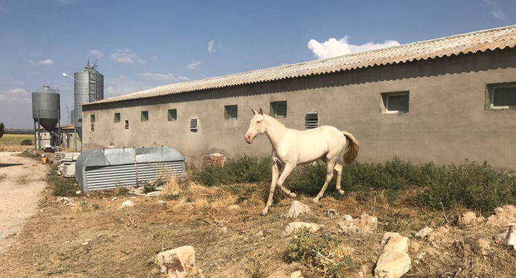 Potros Azteca (75%PRE x 25% Cuarto Milla) - VENTA POTRA ALBINA