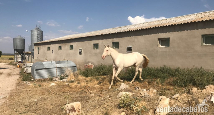 Potros Azteca (75%PRE x 25% Cuarto Milla) - VENTA POTRA ALBINA