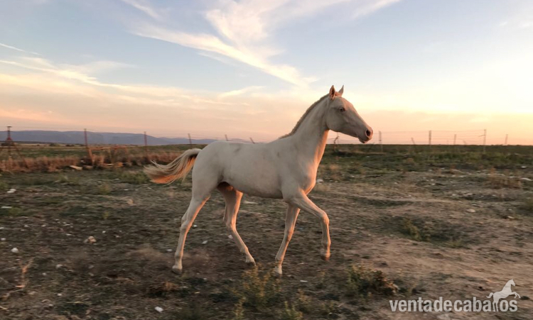 VENTA POTRA ALBINA - Potros Azteca (75%PRE x 25% Cuarto Milla)