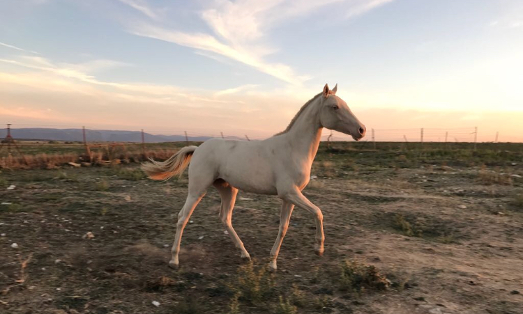 VENTA POTRA ALBINA - Potros Azteca (75%PRE x 25% Cuarto Milla)