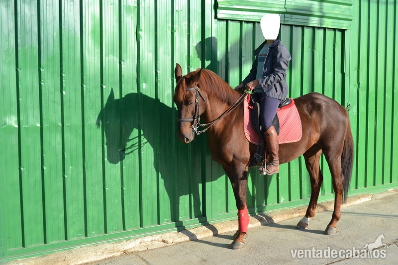 Se vende caballo anglo árabe in 