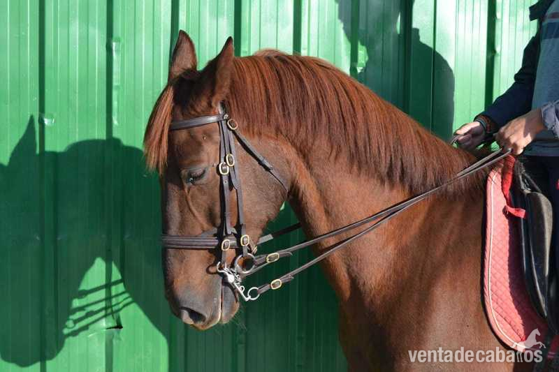 Caballos Capados anglo árabe - Se vende caballo anglo árabe