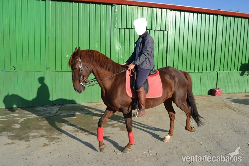 Se vende caballo anglo árabe - Caballos Capados anglo árabe