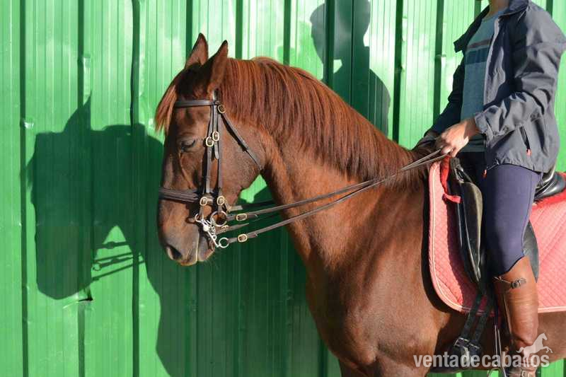 Se vende caballo anglo árabe - Caballos Capados