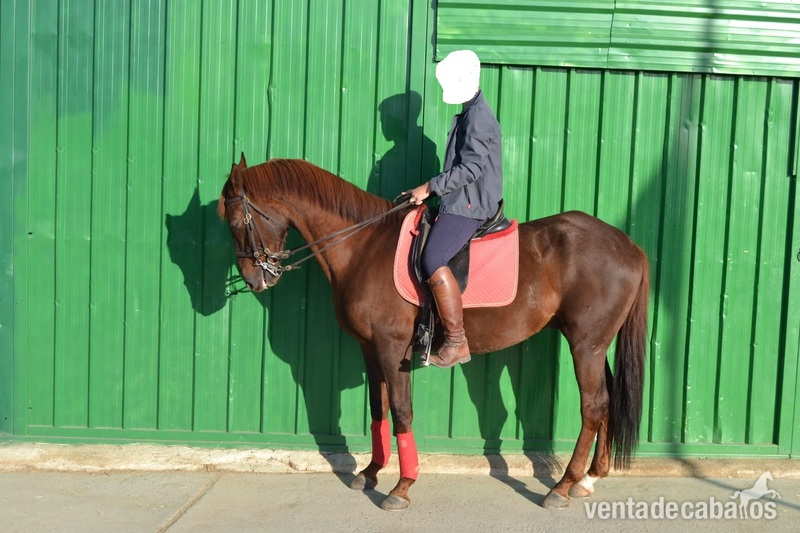 Se vende caballo anglo árabe