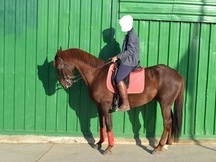 Se vende caballo anglo árabe