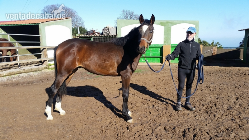 Potro entero Trakehner in 