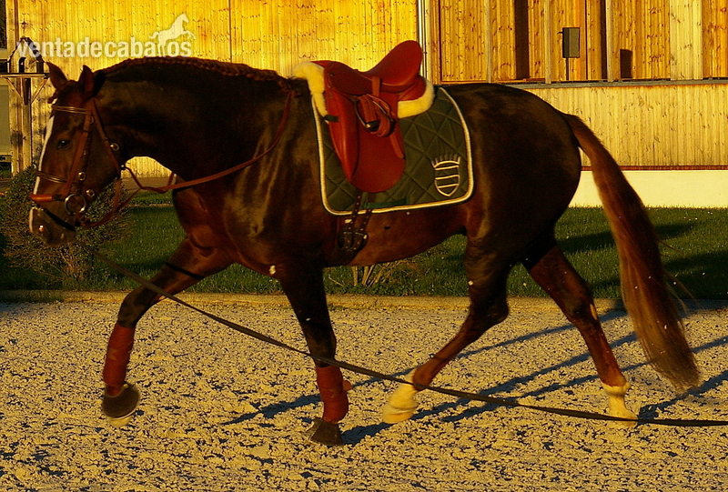 Caballos Pura Raza Española (P.R.E.) Pura Raza Española - Semental PRE Escalera alazan oscuro
