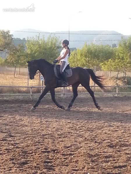 Venta de caballo alemán in 