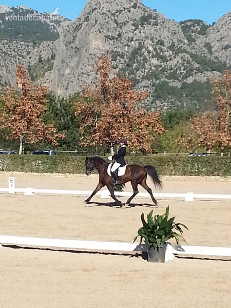 Warmblood