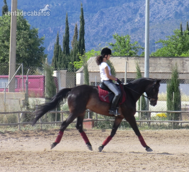 Warmblood {TYPE}