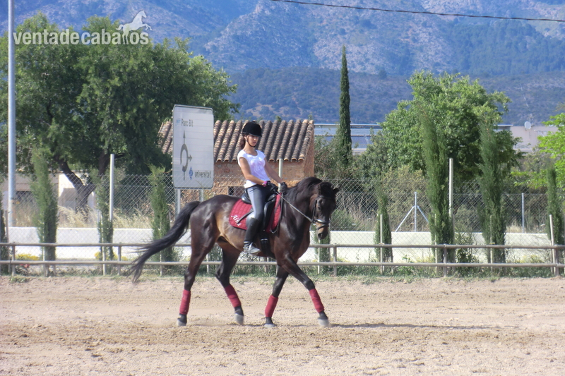 Caballos Capados Warmblood - Venta de caballo alemán