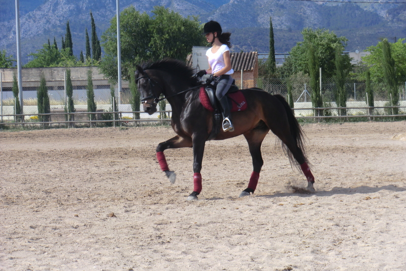 Venta de caballo alemán - Caballos Capados Warmblood