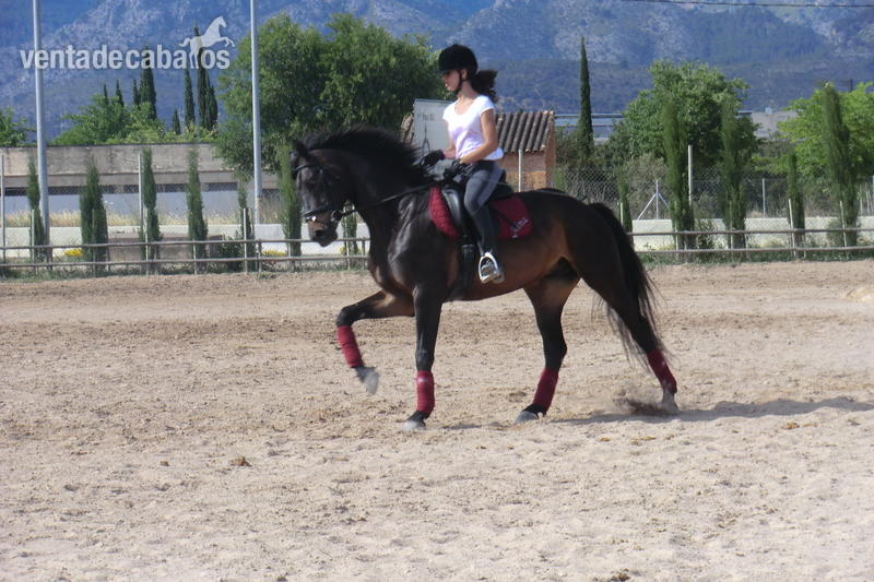 Venta de caballo alemán - Caballos Capados Warmblood