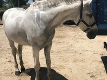 Caballo tordo cruzado