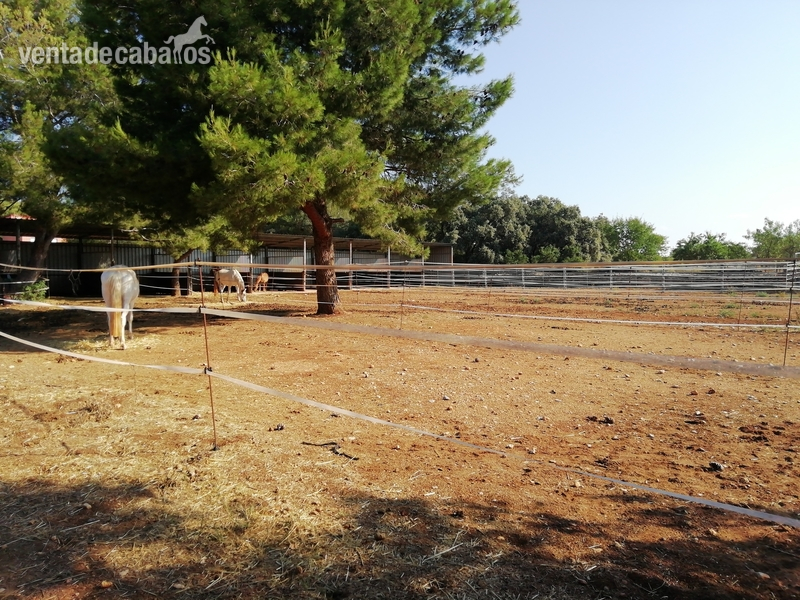 HÍPICA LEGALIZADA ACCESOS CAMPO PISTAS  in CASTELLÓN NORTE