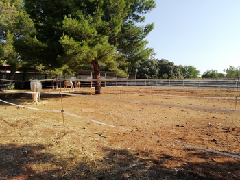 HÍPICA LEGALIZADA ACCESOS CAMPO PISTAS 