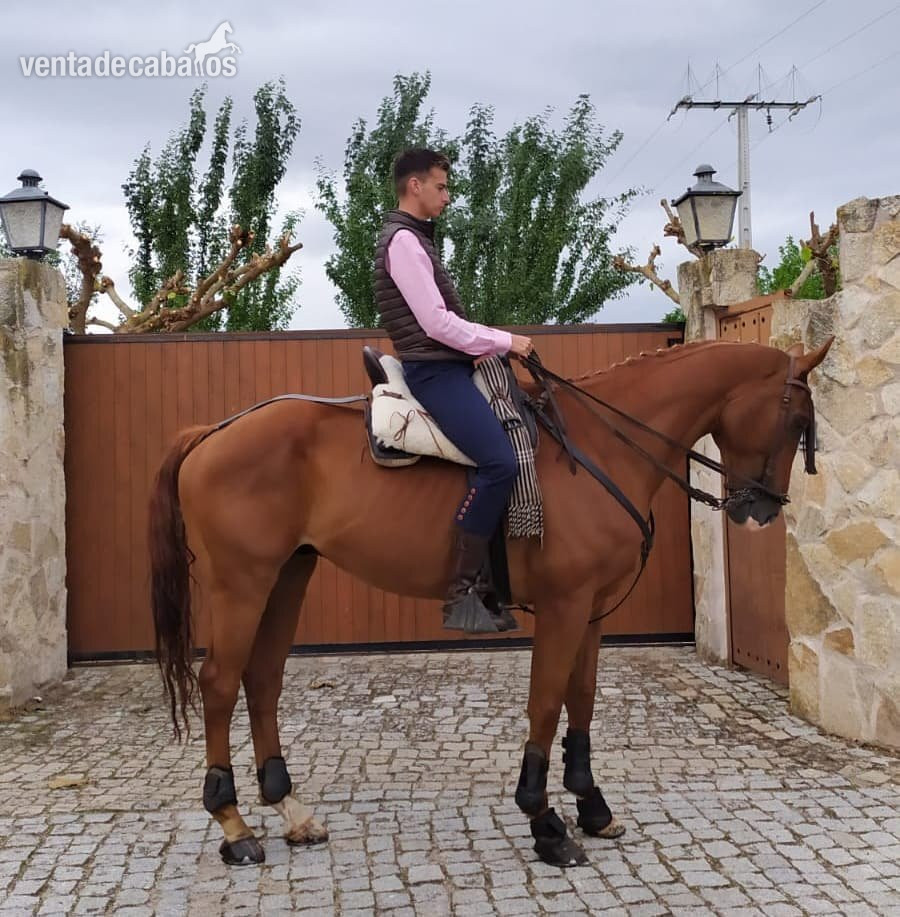 Caballo cruzado hannoveriano  in 