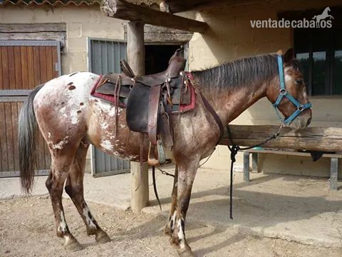 Western importada in 