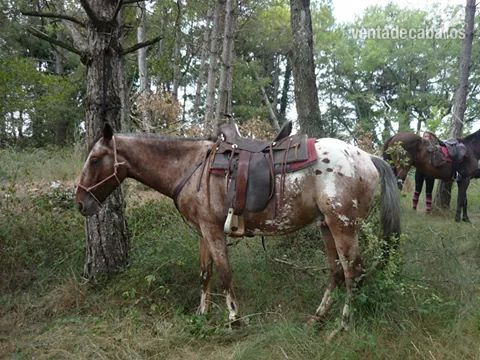 Western importada 