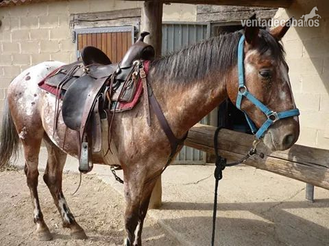Sillas de montar - Western importada in 