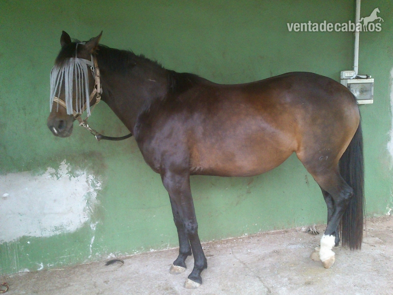 Yegua Trakehner para criar in 