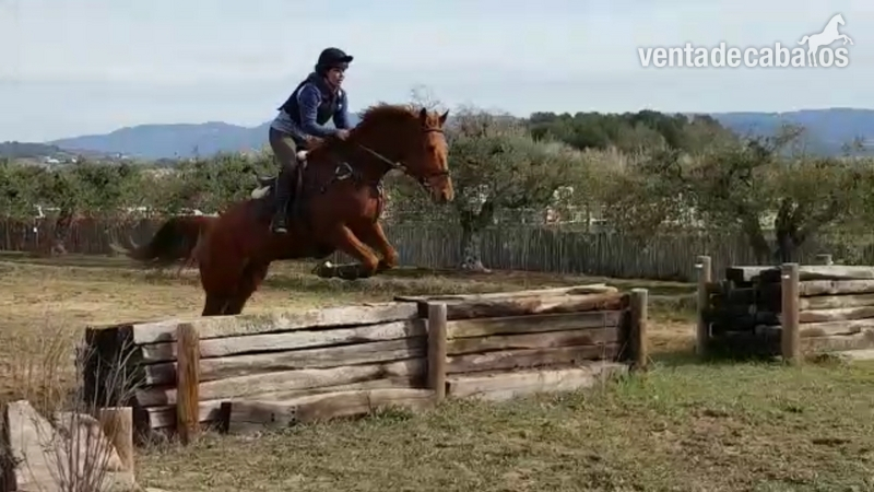 Caballos Capados Purasangre - Caballos de salto iniciándose en completo