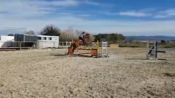 Caballos de salto iniciándose en completo