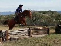 Caballos de salto iniciándose en completo