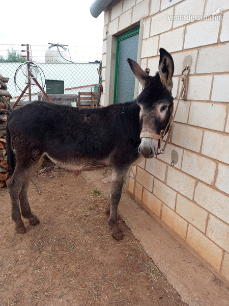 VENDO BURRO MUY MANSO. in 