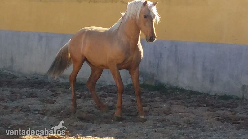 Potro palomino español puro con papeles in 