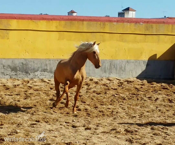 Pura Raza Española