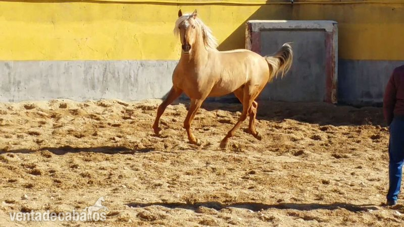 Pura Raza Española {TYPE}